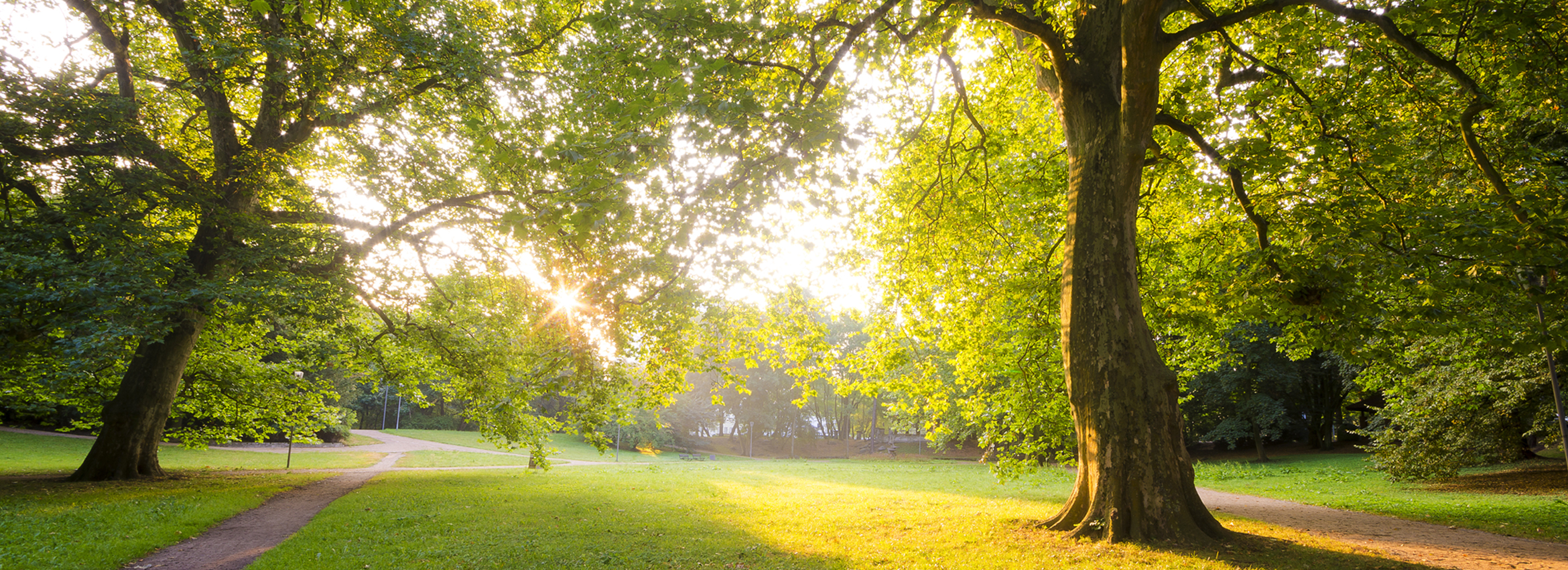 Eine Parklandschaft mit vielen B&auml;umen und einem Weg auf der linken Seite